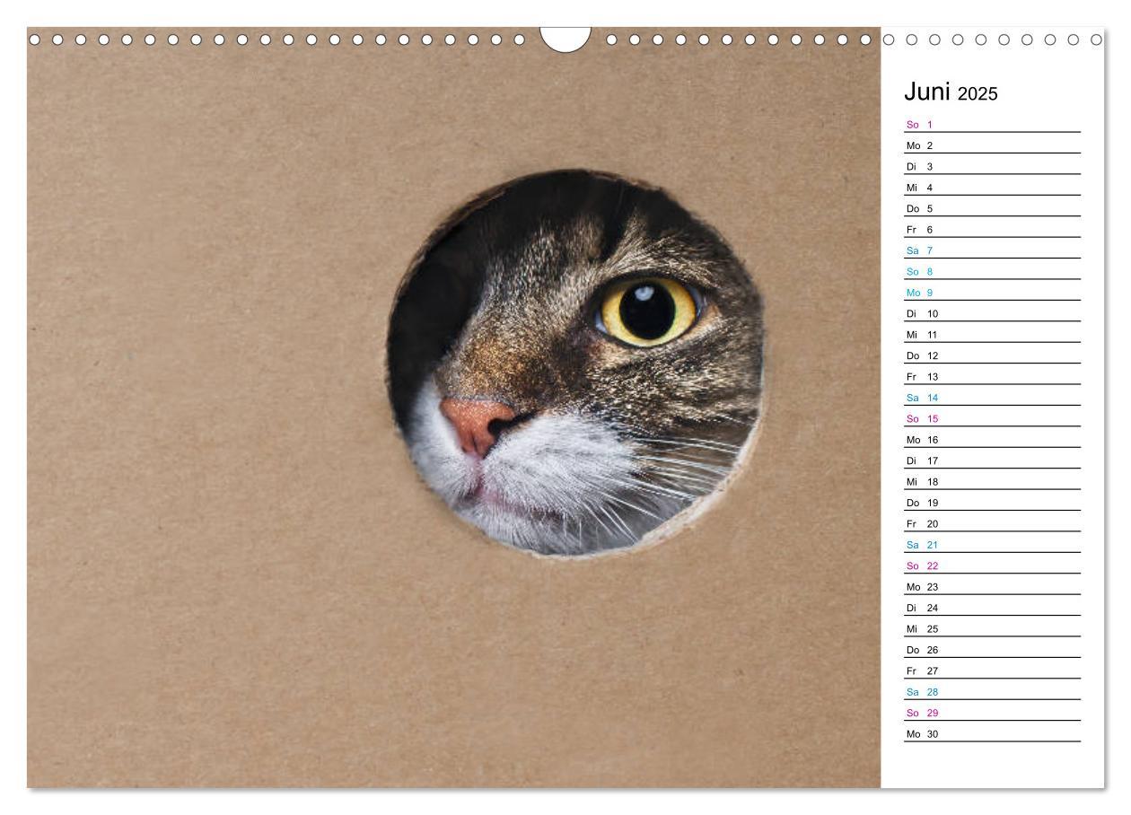 Bild: 9783435205417 | Karton Katzen (Wandkalender 2025 DIN A3 quer), CALVENDO Monatskalender