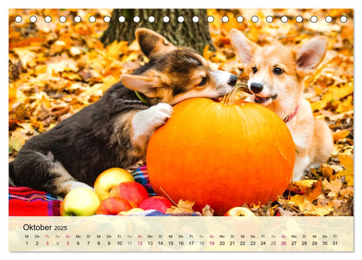 Bild: 9783435019502 | Welsh Corgi. Zauberhafter Dickkopf auf kurzen Beinen (Tischkalender...