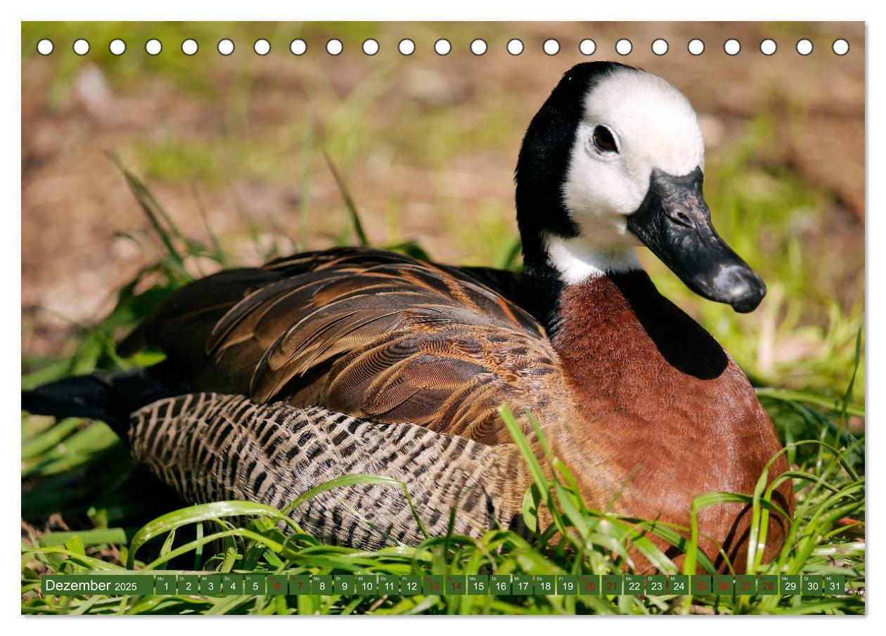 Bild: 9783435361144 | Weltvogelpark Walsrode - Die Vielfalt der Vogelarten (Tischkalender...