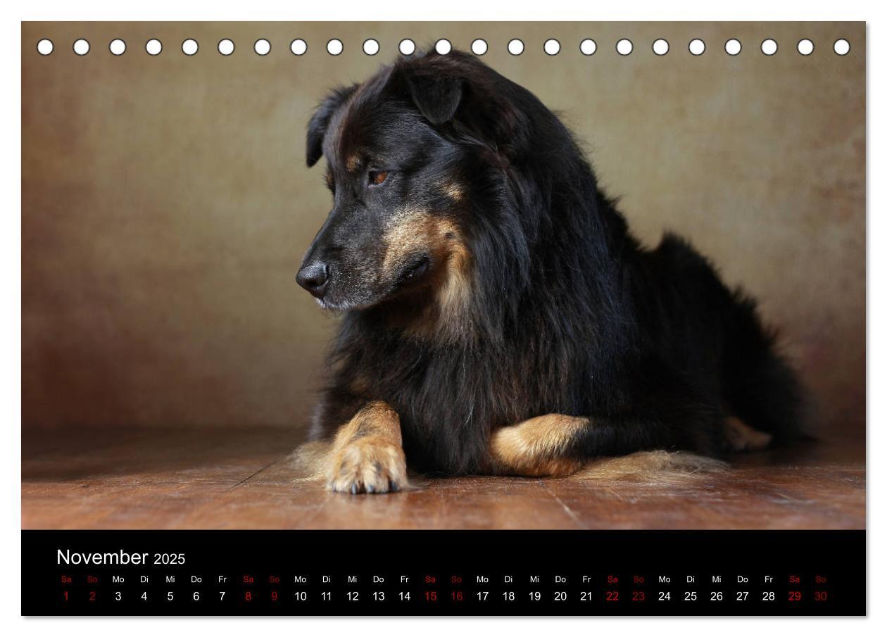 Bild: 9783435435517 | Charmante Australian Shepherds (Tischkalender 2025 DIN A5 quer),...