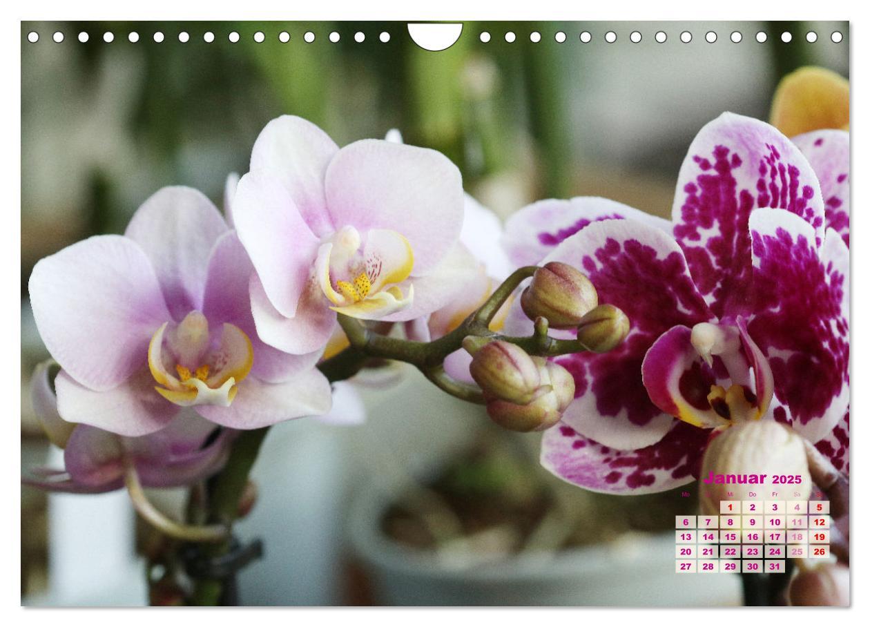 Bild: 9783383915901 | Schönste Orchideen (Wandkalender 2025 DIN A4 quer), CALVENDO...