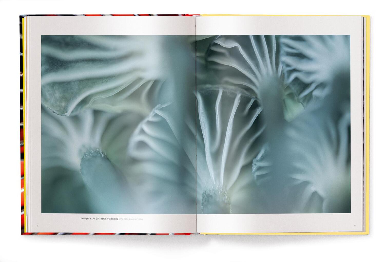 Bild: 9783961715107 | Wonderland | Die geheimnisvolle Welt der Pilze | Jan Vermeer | Buch