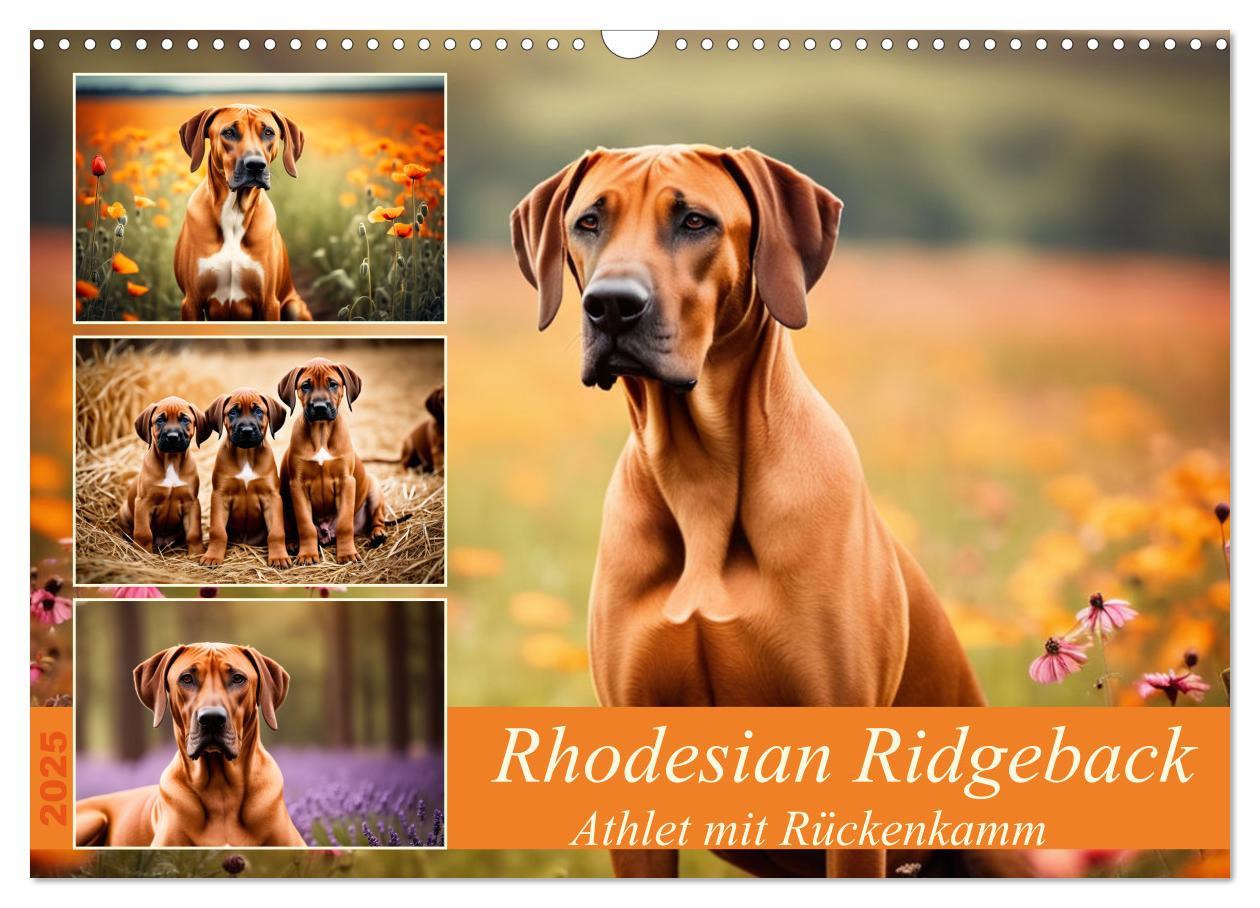 Cover: 9783457146064 | Rhodesian Ridgeback - Athlet mit Rückenkamm (Wandkalender 2025 DIN...