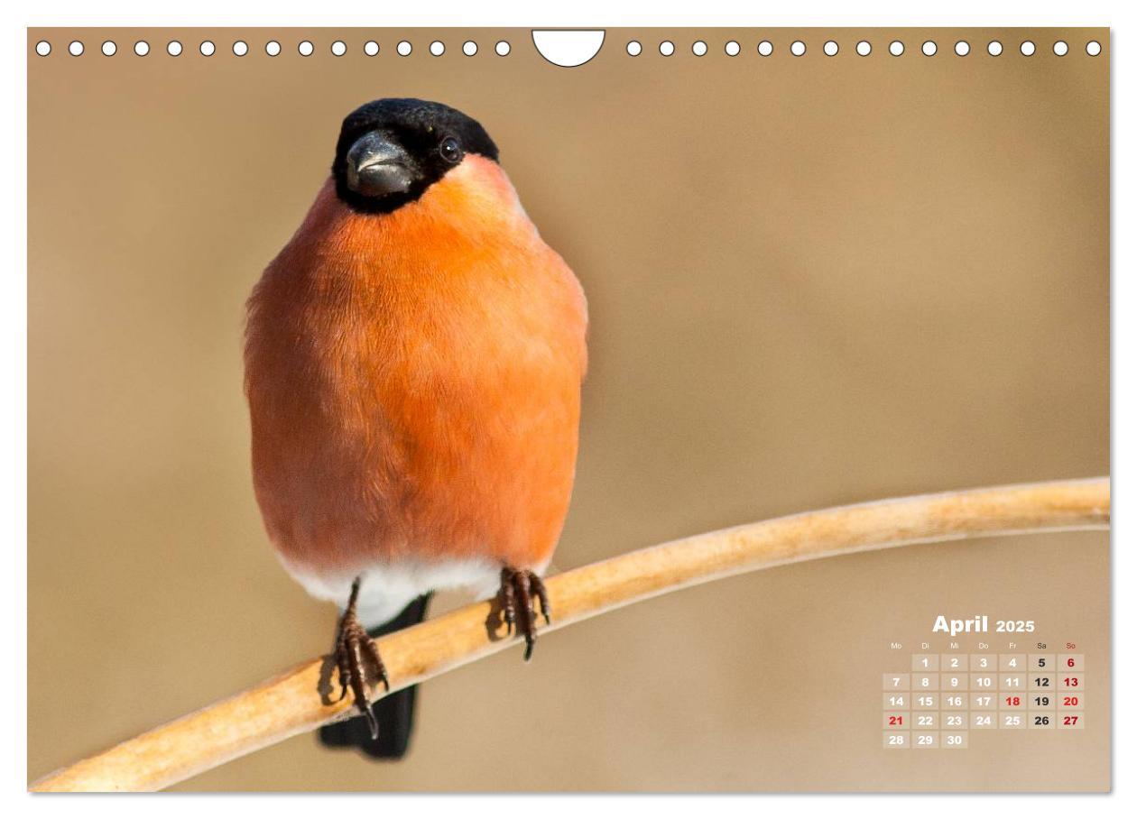 Bild: 9783435729210 | NATUR PUR - Singvögel ganz nah (Wandkalender 2025 DIN A4 quer),...