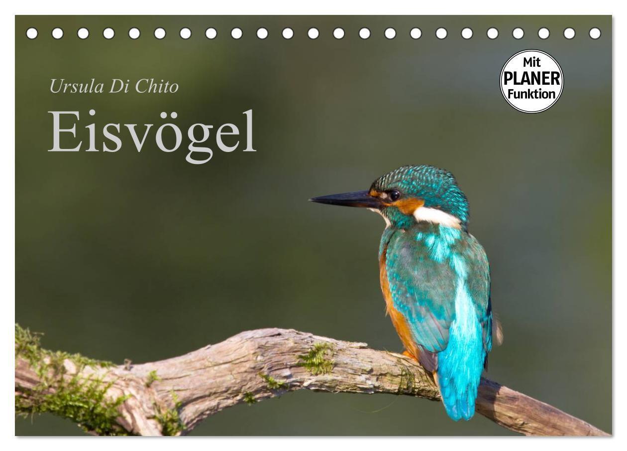 Cover: 9783383588600 | Eisvögel (Tischkalender 2024 DIN A5 quer), CALVENDO Monatskalender