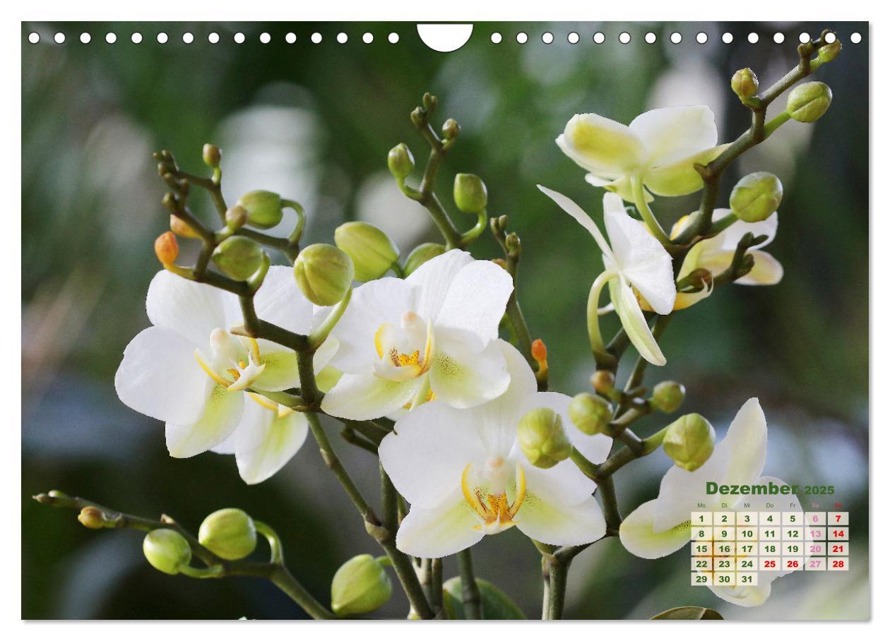 Bild: 9783383915901 | Schönste Orchideen (Wandkalender 2025 DIN A4 quer), CALVENDO...