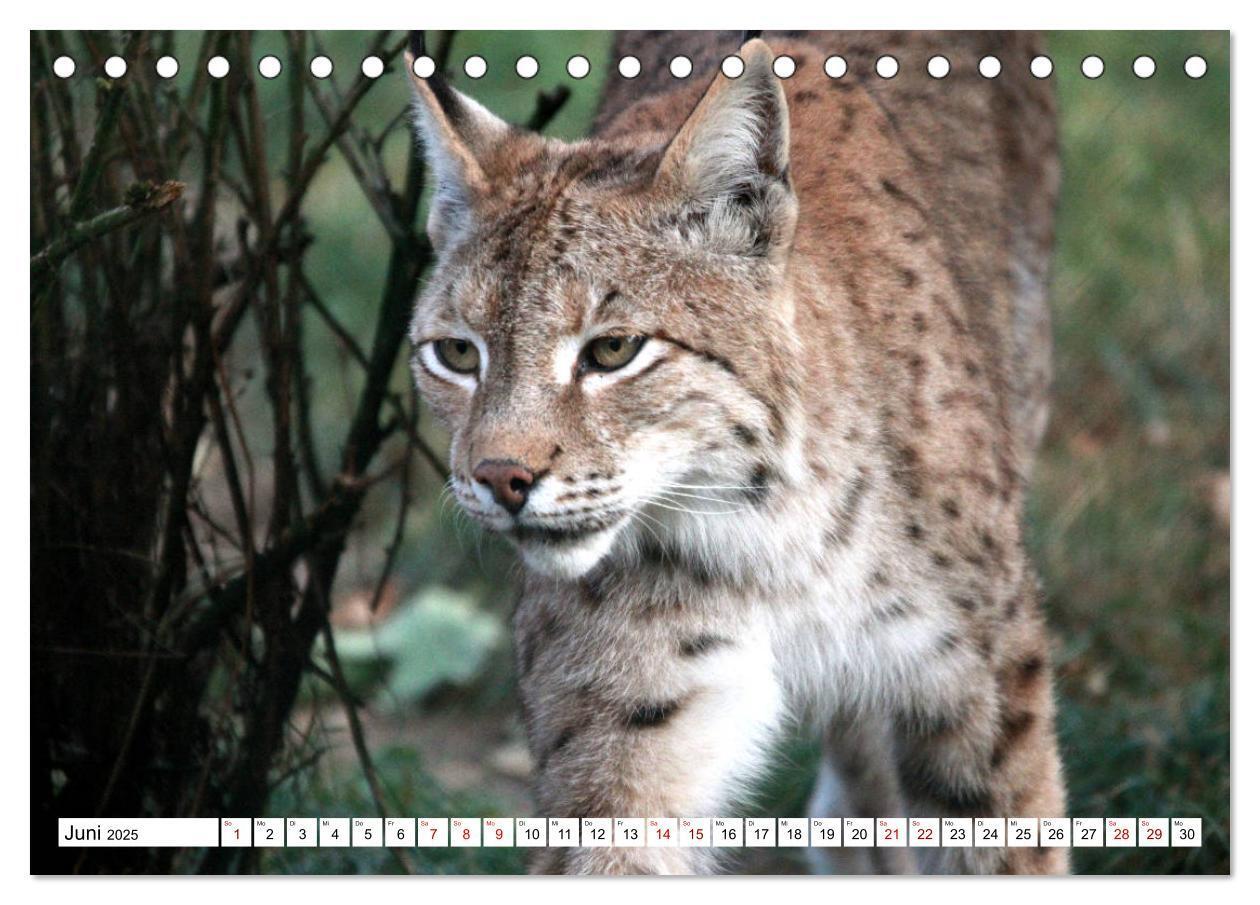 Bild: 9783435419715 | Familie Luchs - Die Jäger mit dem Pinselohr (Tischkalender 2025 DIN...