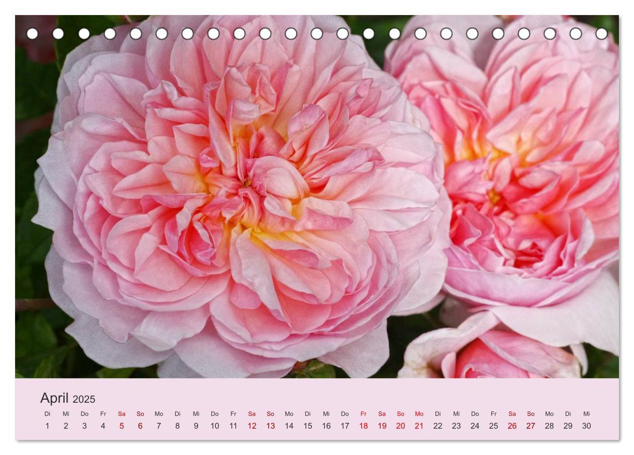 Bild: 9783435452309 | Rosen Reigen im Garten (Tischkalender 2025 DIN A5 quer), CALVENDO...