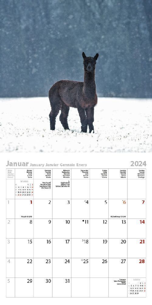 Bild: 9783731867852 | Alpakas und Lamas 2024 | Korsch Verlag | Kalender | Englisch Broschur