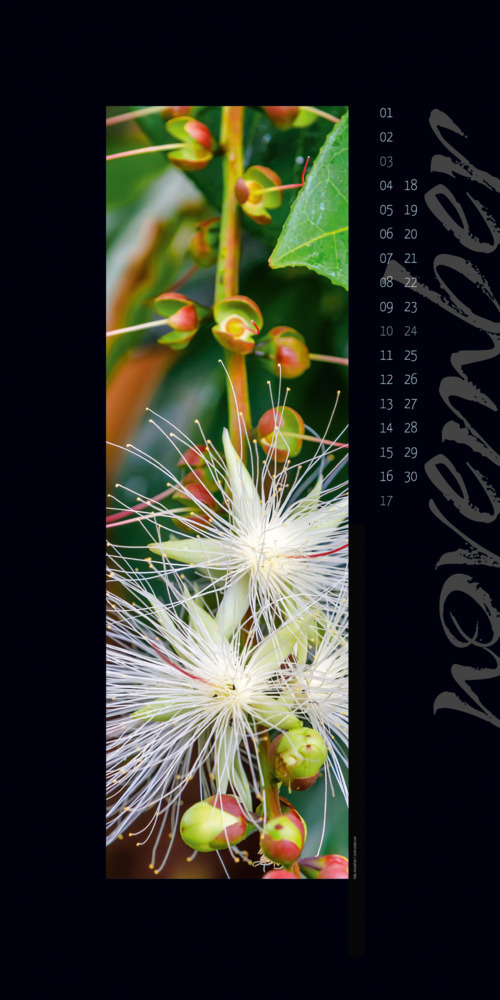 Bild: 9783838424170 | Nature in Focus - Passepartout-Kalender 2024 | Ackermann Kunstverlag