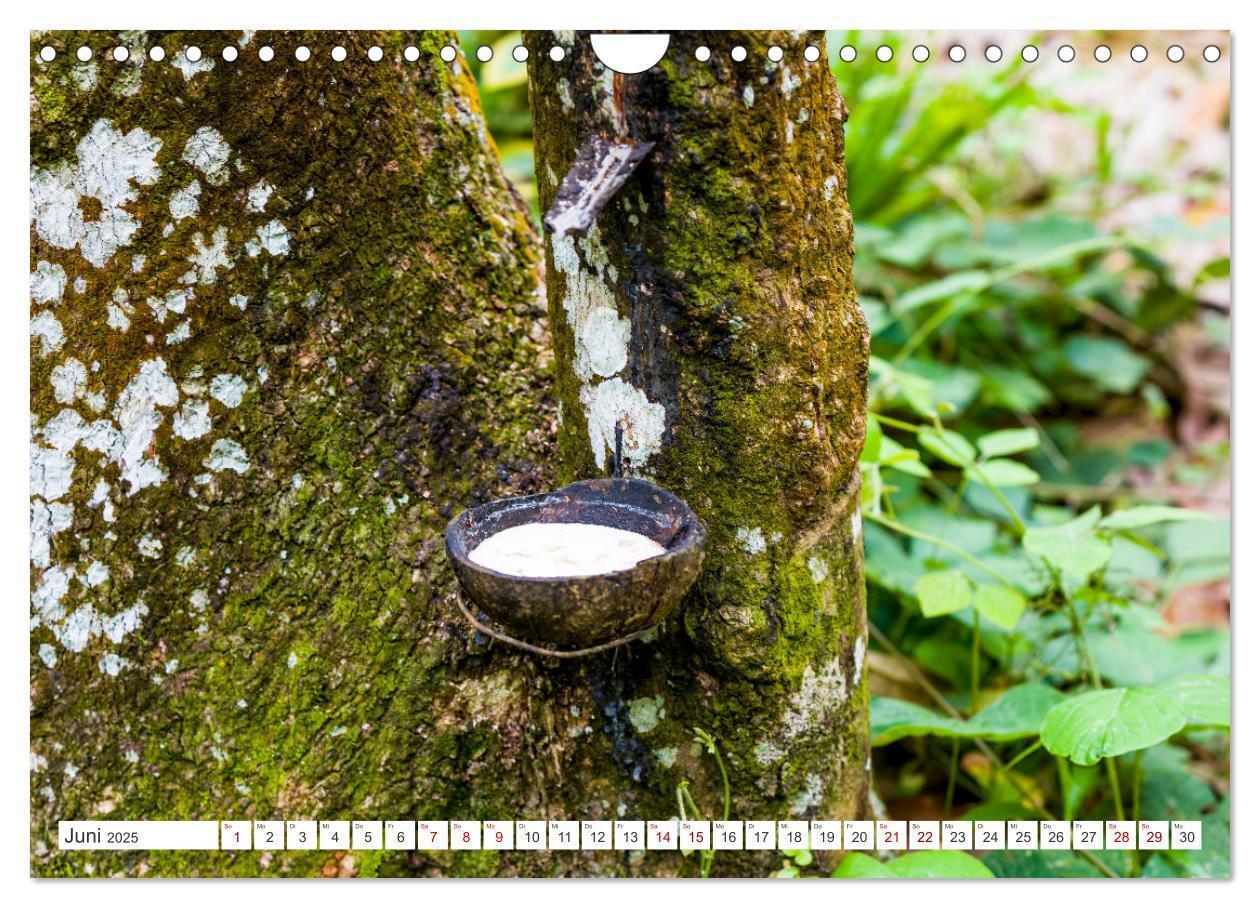 Bild: 9783457151006 | Gunung Leuser Nationalpark Sumatra (Wandkalender 2025 DIN A4 quer),...