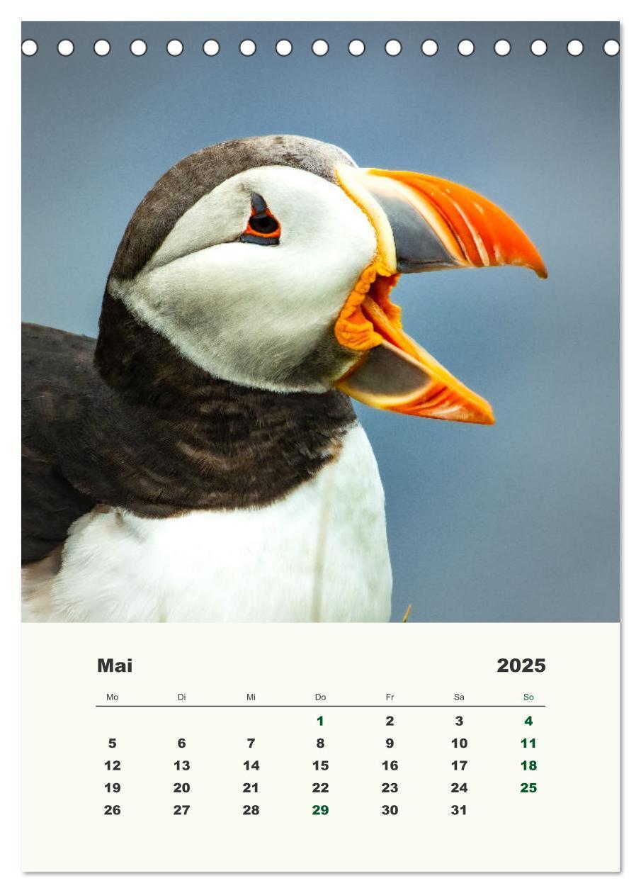 Bild: 9783435906314 | Papageientaucher in Island (Tischkalender 2025 DIN A5 hoch),...