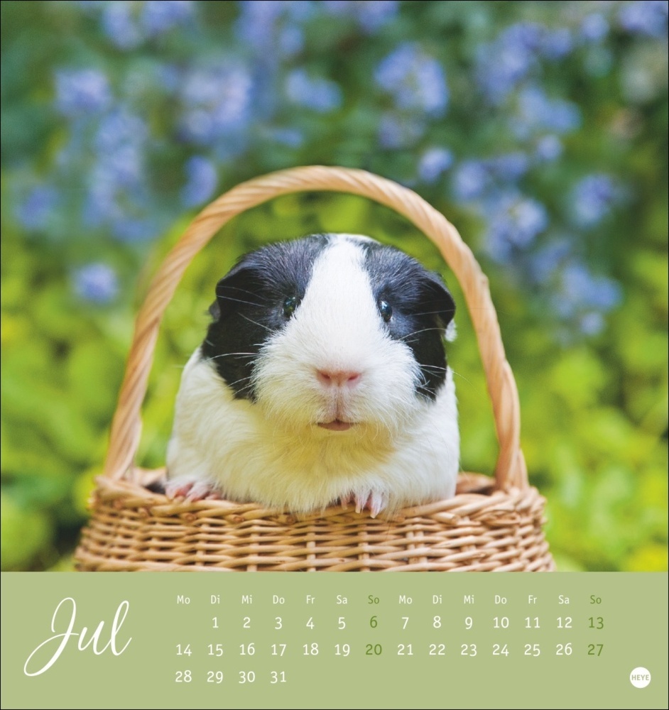 Bild: 9783756407101 | Kuschelige Meerschweinchen Postkartenkalender 2025 | Monika Wegler