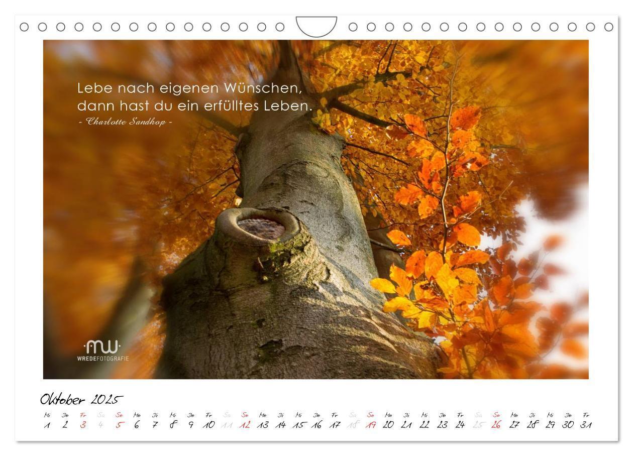 Bild: 9783435658527 | Gedanken... Bildkalender mit Sprüchen (Wandkalender 2025 DIN A4...