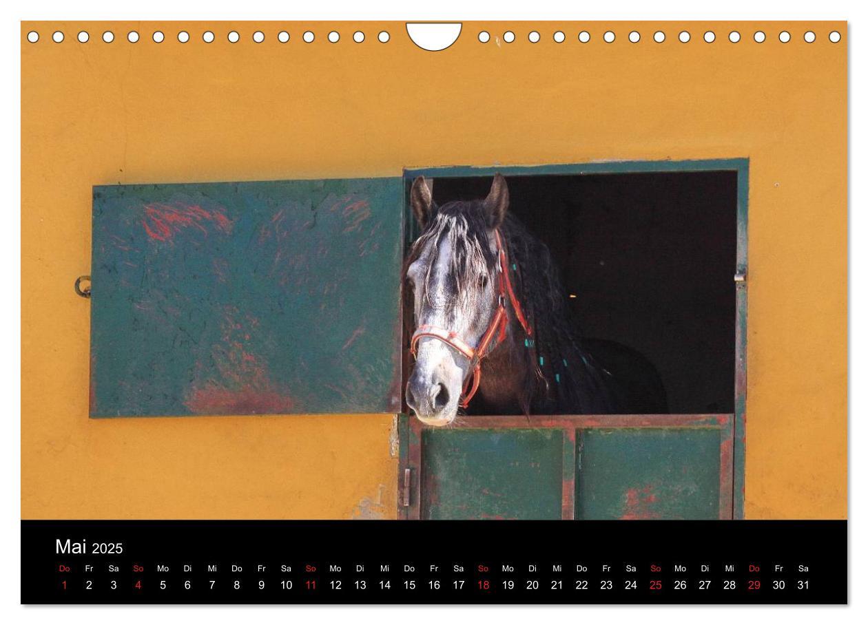 Bild: 9783435567126 | Caballos Spanische Pferde 2025 (Wandkalender 2025 DIN A4 quer),...