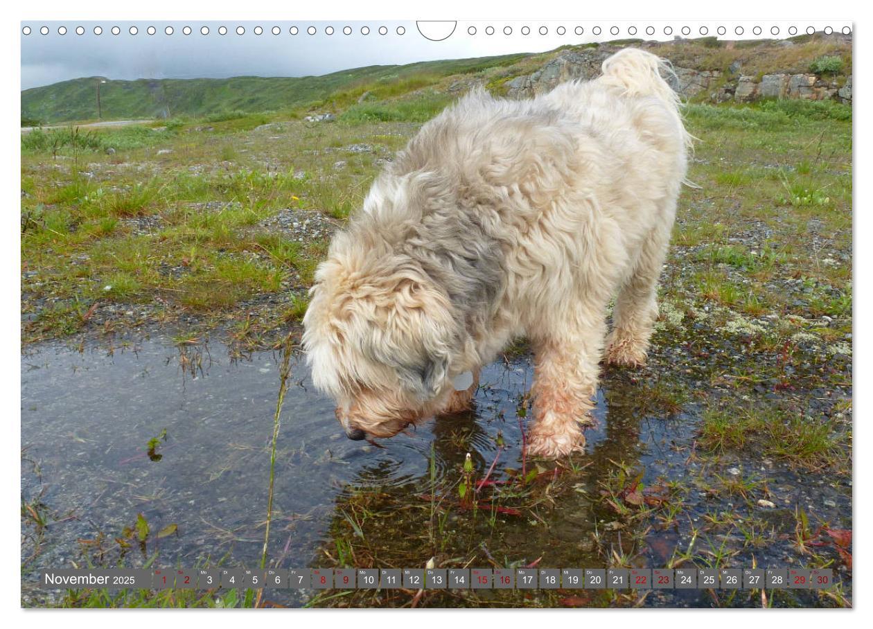 Bild: 9783435261116 | Tibet-Terrier - Eine Hunderasse mit Charakter (Wandkalender 2025...