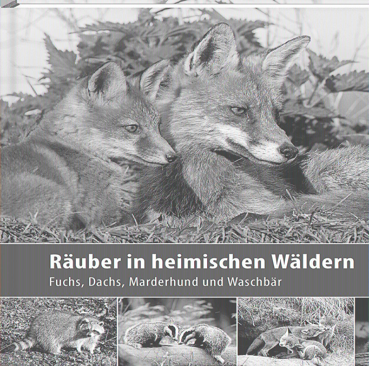 Cover: 9783942477611 | Räuber in heimischen Wäldern | Fuchs, Dachs, Marderhund und Waschbär