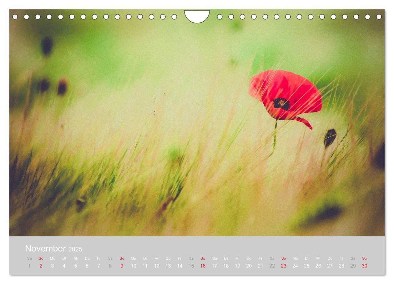 Bild: 9783435665761 | Zauber des Mohns (Wandkalender 2025 DIN A4 quer), CALVENDO...