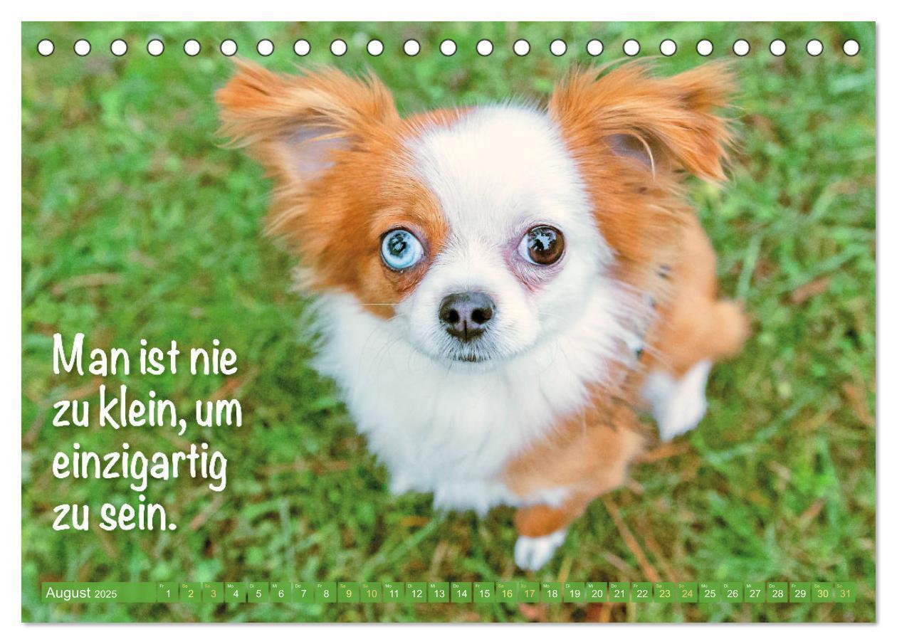 Bild: 9783457199879 | Chihuahua: Kleine Hunde, aber oho (Tischkalender 2025 DIN A5 quer),...