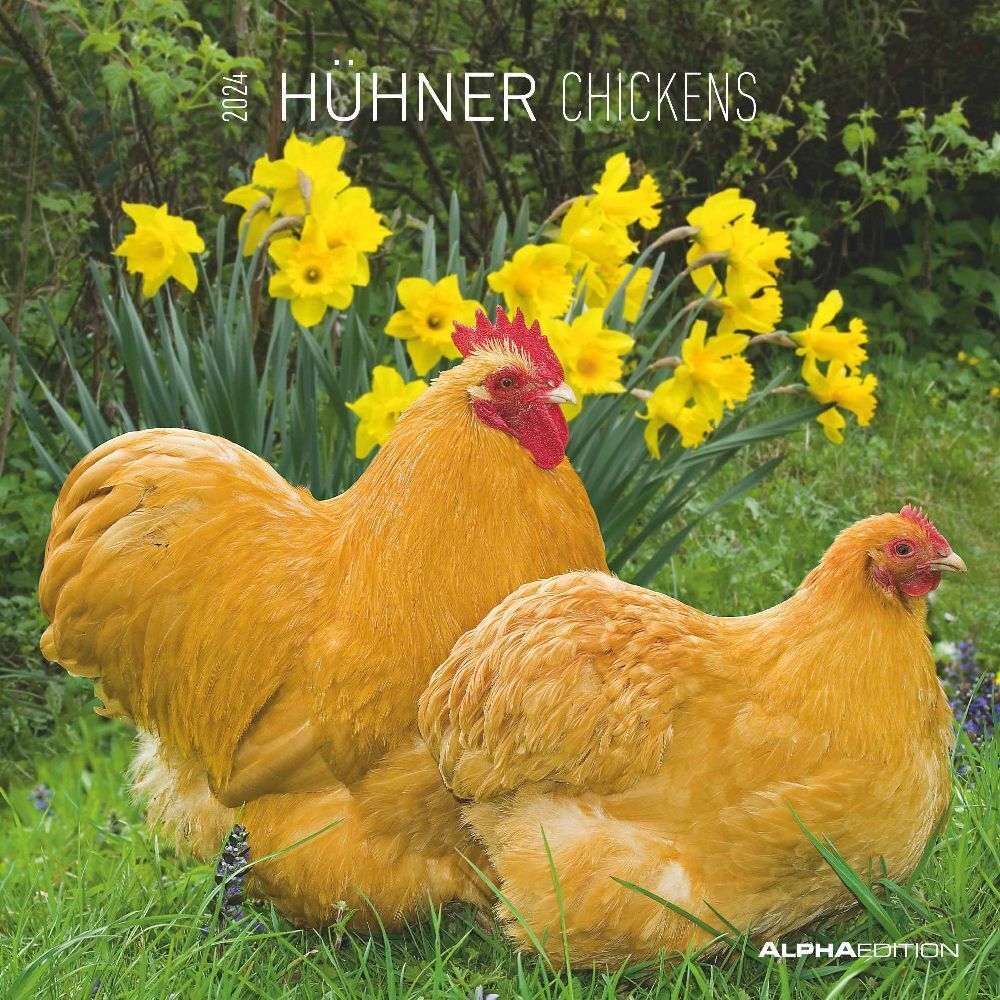 Cover: 4251732338695 | Hühner 2024 - Broschürenkalender 30x30 cm (30x60 geöffnet) -...