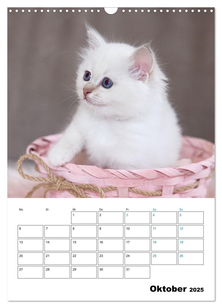 Bild: 9783435062706 | Heilige Birma Kitten - süße kleine Flauschbällchen (Wandkalender...