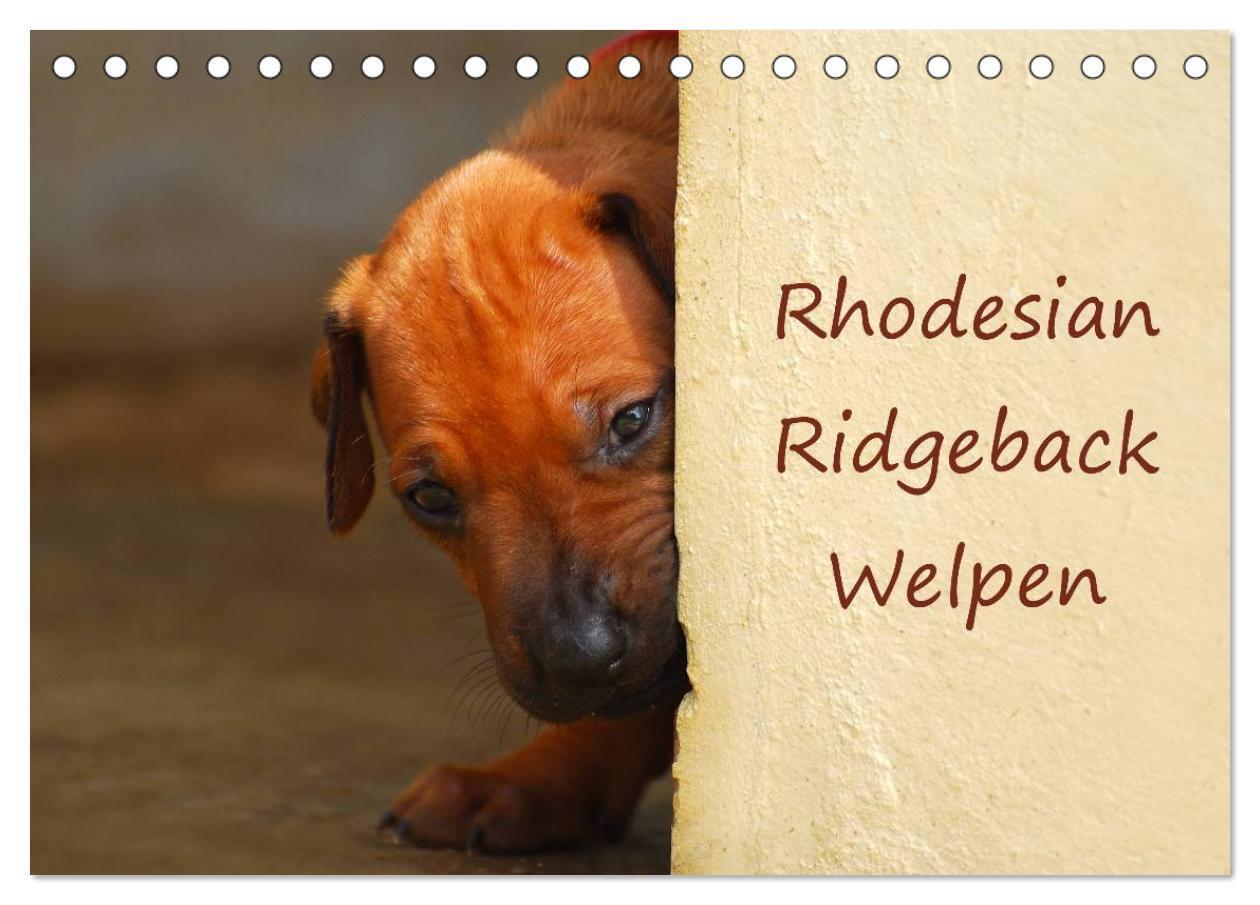 Cover: 9783675584518 | Rhodesian Ridgeback Welpen (Tischkalender 2024 DIN A5 quer),...