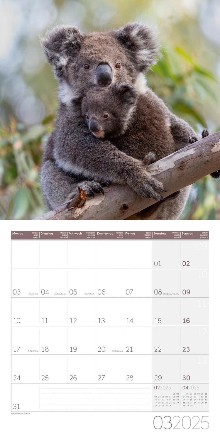 Bild: 9783838445229 | Koalas Kalender 2025 - 30x30 | Ackermann Kunstverlag | Kalender | 2025