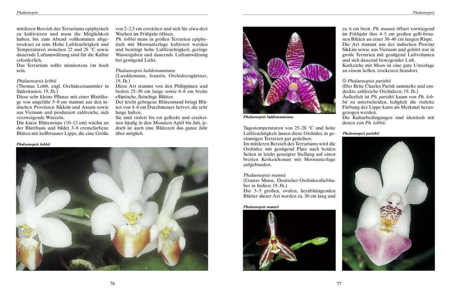 Bild: 9783931587529 | Bromelien, Orchideen und Farne im Tropenterrarium | Schwarz (u. a.)
