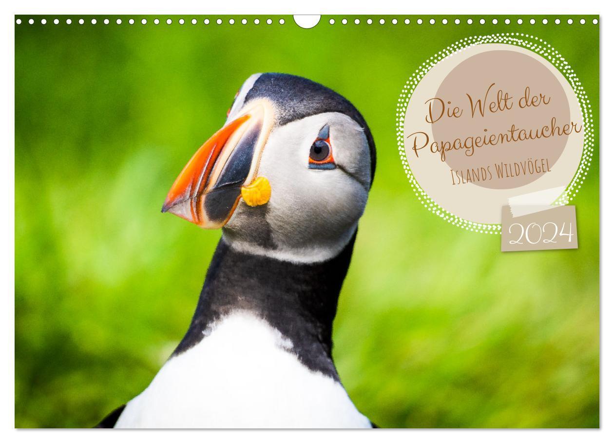Cover: 9783675776074 | Die Welt der Papageientaucher - Islands Wildvögel (Wandkalender...