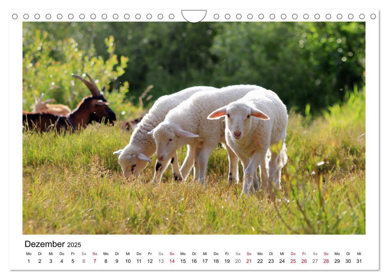 Bild: 9783435429608 | Schäfchen zählen - Mit Schafen durchs Jahr (Wandkalender 2025 DIN...