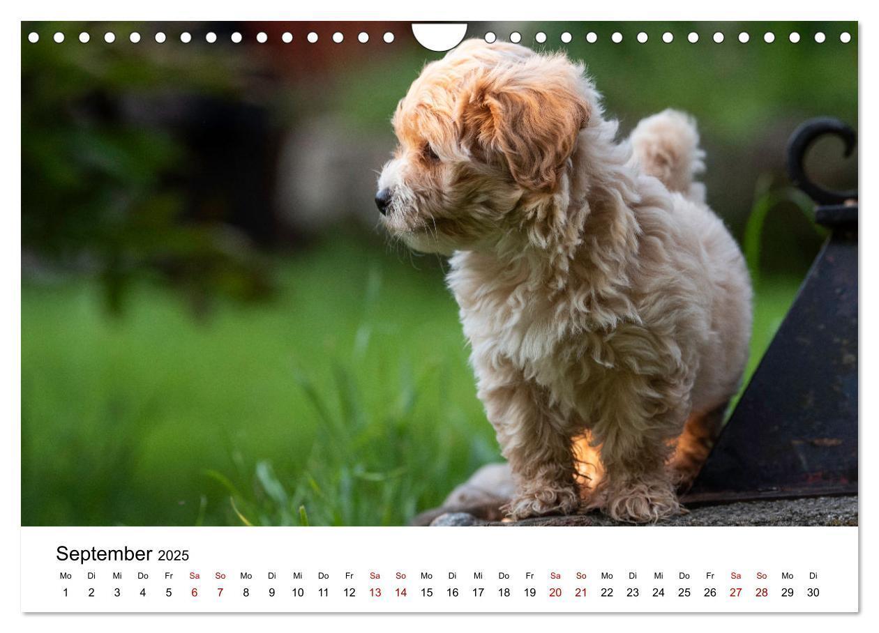 Bild: 9783435038350 | Maltipoo Welpen (Wandkalender 2025 DIN A4 quer), CALVENDO...