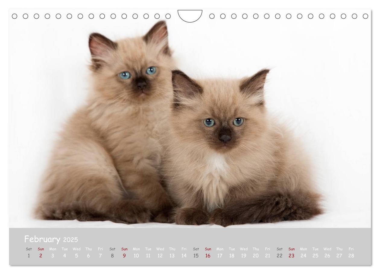 Bild: 9781325962532 | Amazing Ragdoll Kittens (Wall Calendar 2025 DIN A4 landscape),...