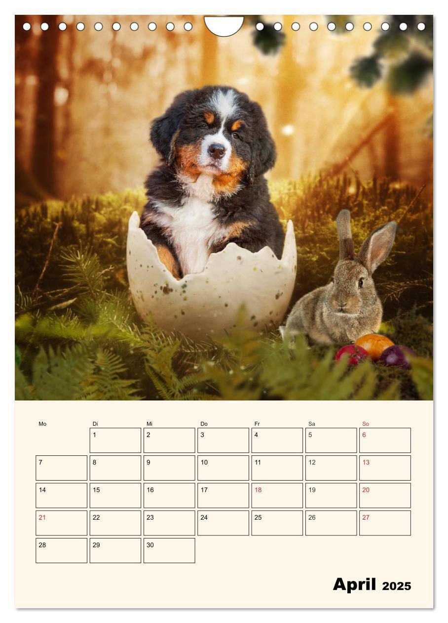 Bild: 9783435938315 | Traumhaft schön - Der Berner Sennenhund (Wandkalender 2025 DIN A4...