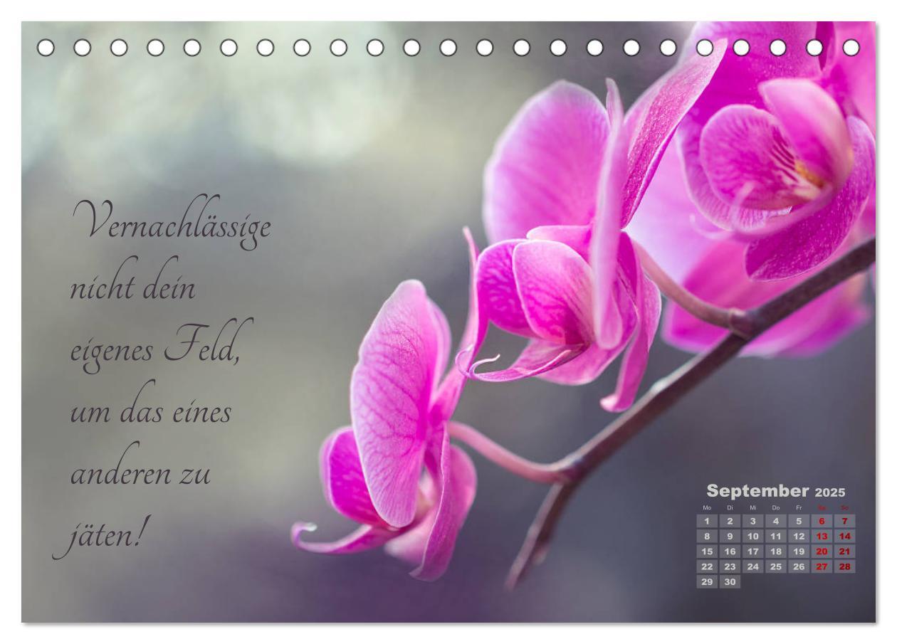 Bild: 9783435249077 | Chinesische Weisheiten (Tischkalender 2025 DIN A5 quer), CALVENDO...