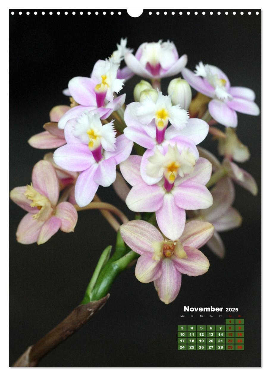 Bild: 9783435903313 | Traumhafte Orchideen (Wandkalender 2025 DIN A3 hoch), CALVENDO...