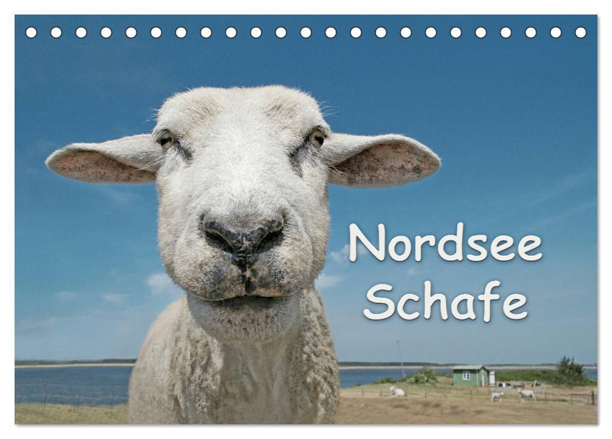 Cover: 9783675586123 | Nordsee Schafe (Tischkalender 2024 DIN A5 quer), CALVENDO...