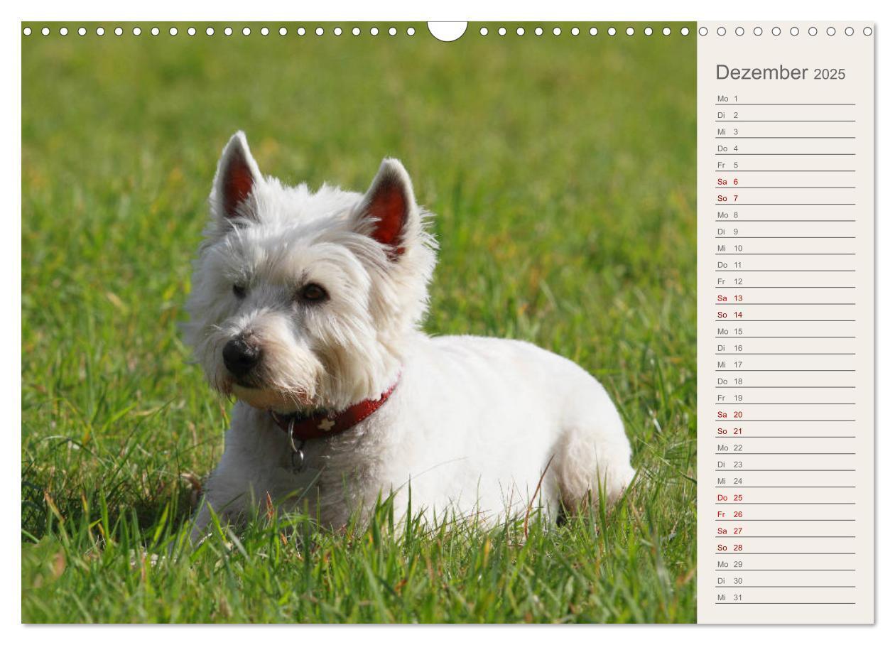 Bild: 9783435408290 | West Highland White Terrier - Selbstbewustes Powerpaket - der...