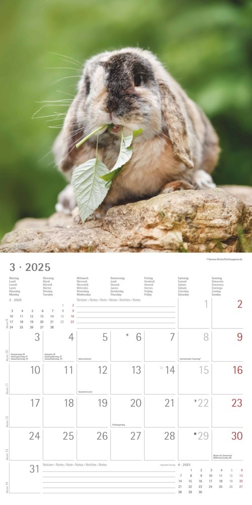 Bild: 4251732340766 | Alpha Edition - Kaninchen 2025 Broschürenkalender, 30x30cm,...