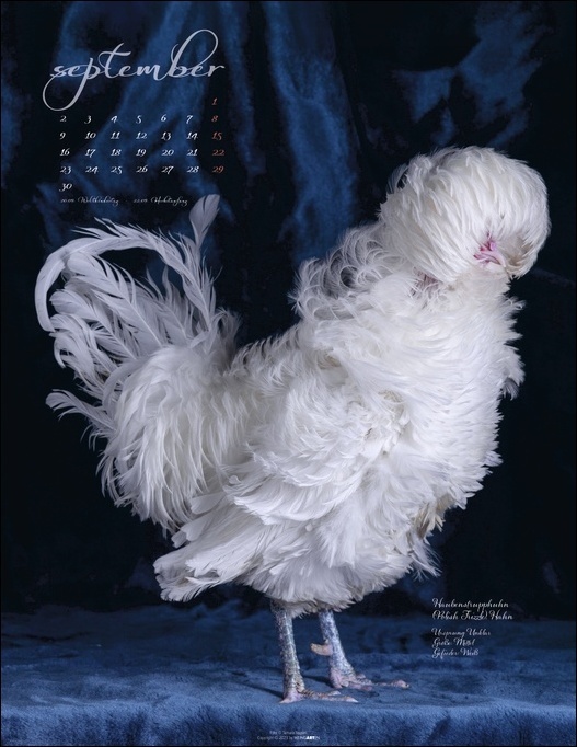 Bild: 9783840085468 | Pretty Chicks. Tier-Wandkalender 2024. Ungewöhnliches...