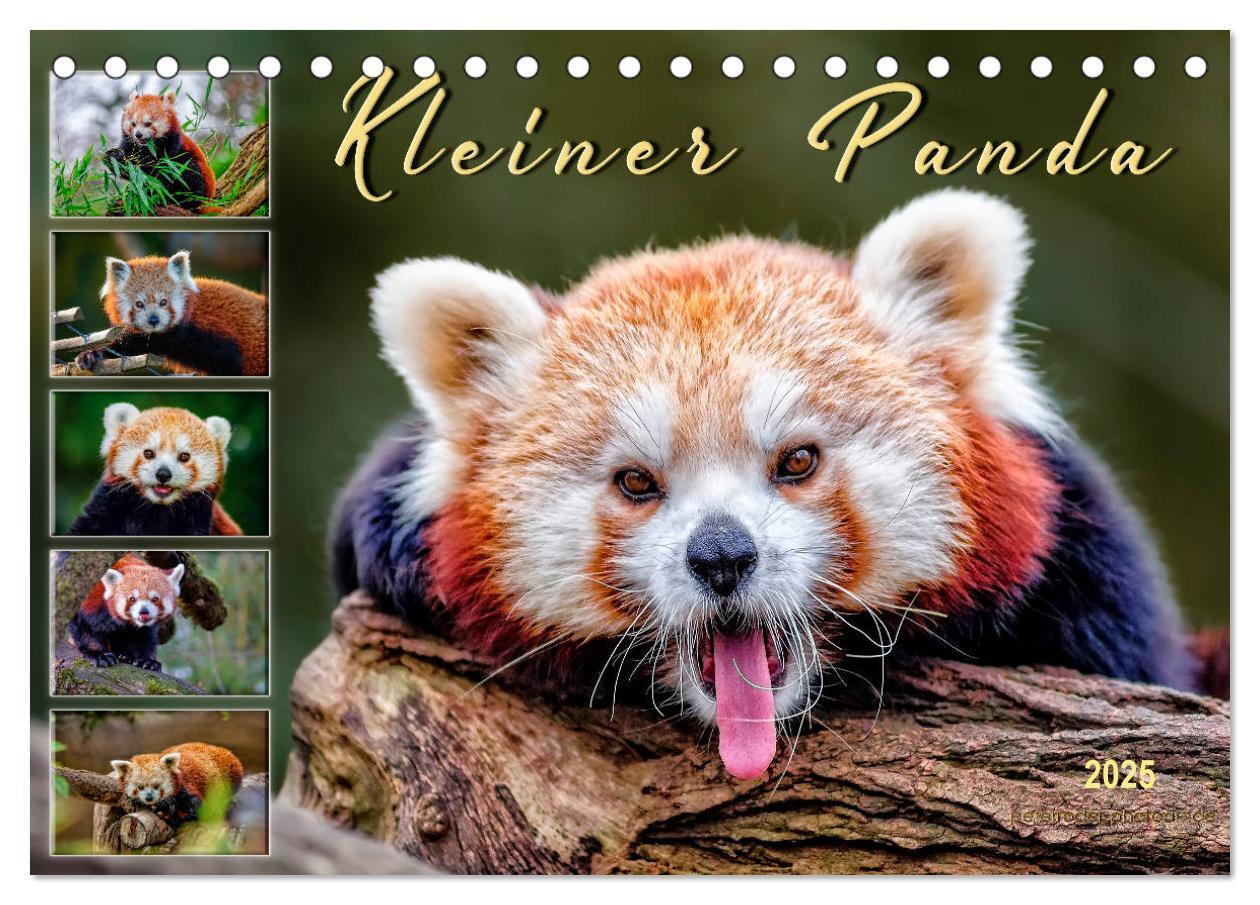 Cover: 9783435436101 | Kleiner Panda (Tischkalender 2025 DIN A5 quer), CALVENDO...