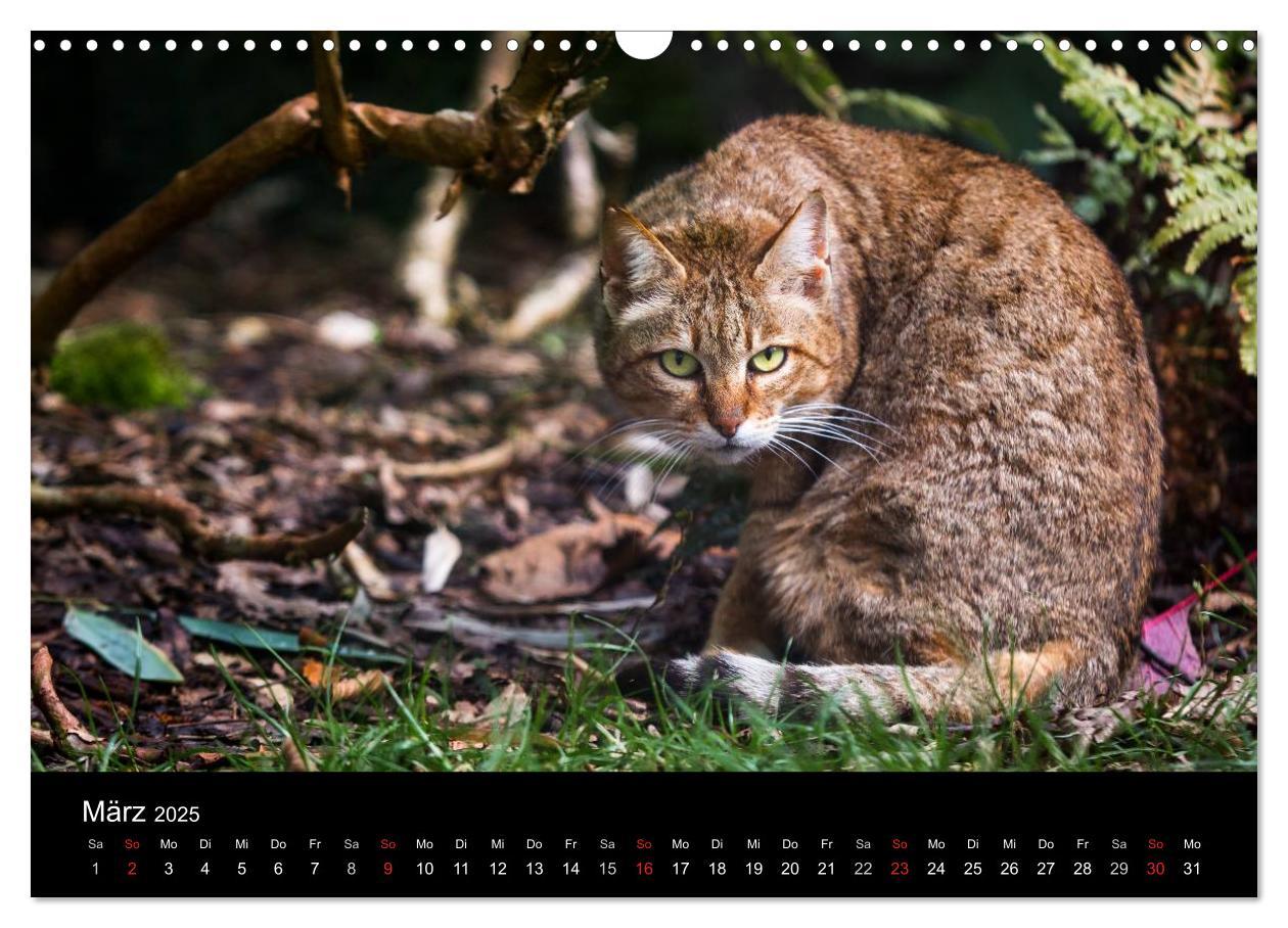 Bild: 9783435390991 | Wildkatzen - scheue Samtpfoten (Wandkalender 2025 DIN A3 quer),...