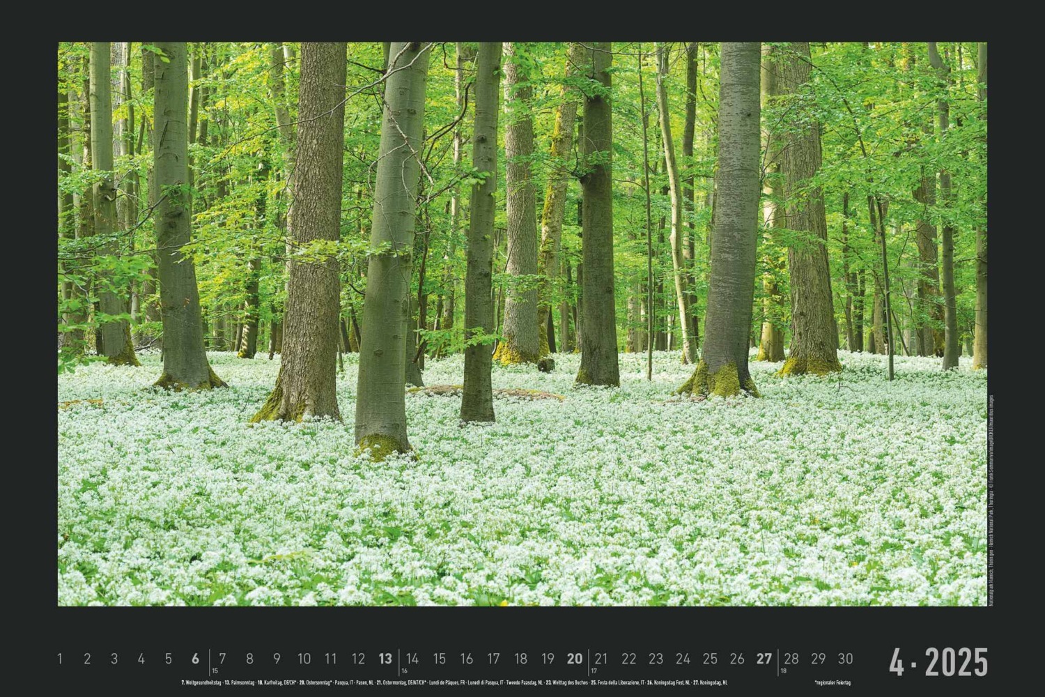 Bild: 4251732342180 | Naturlandschaften Deutschlands 2025 - Bildkalender 49,5x33 cm - die...