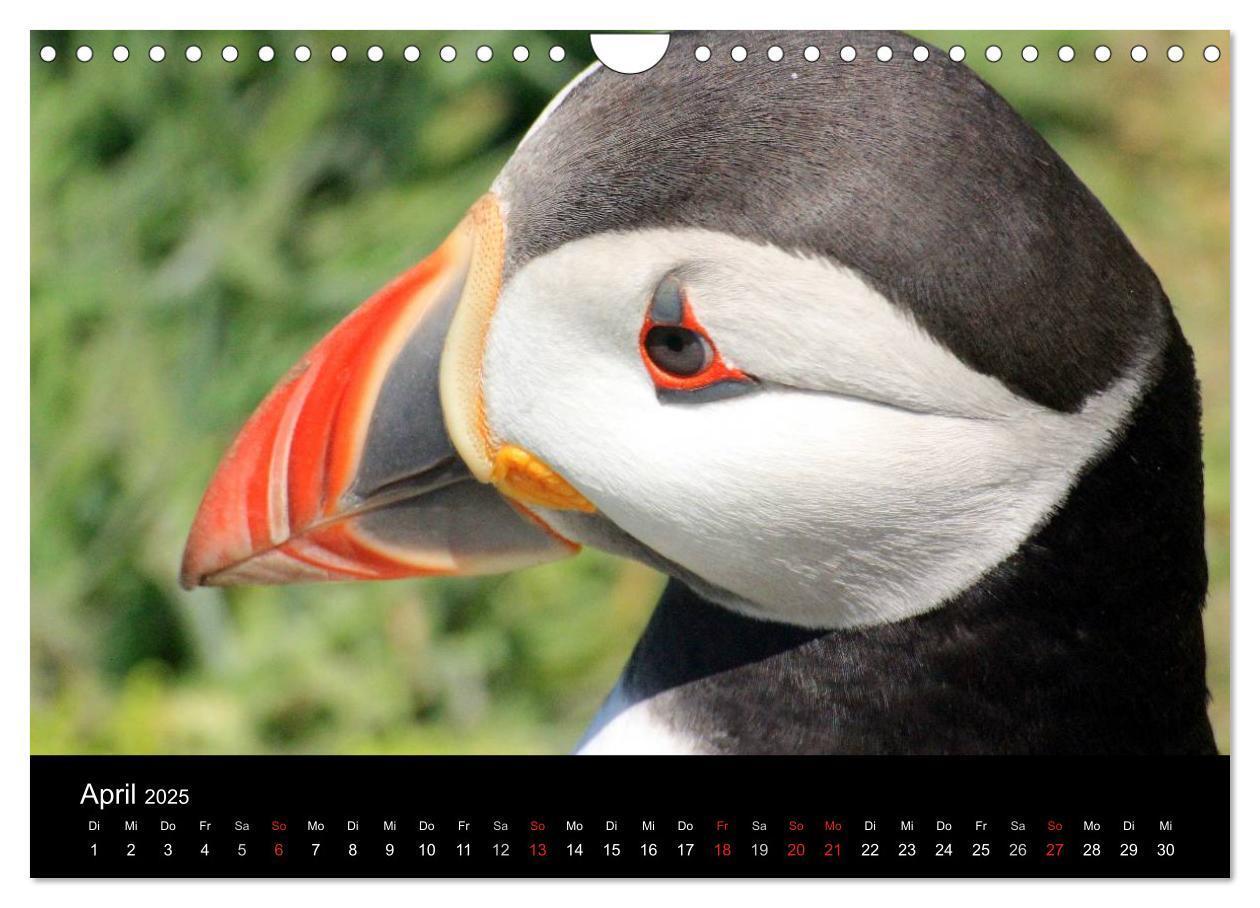 Bild: 9783435808038 | Puffins, Papageitauchern ganz nah (Wandkalender 2025 DIN A4 quer),...