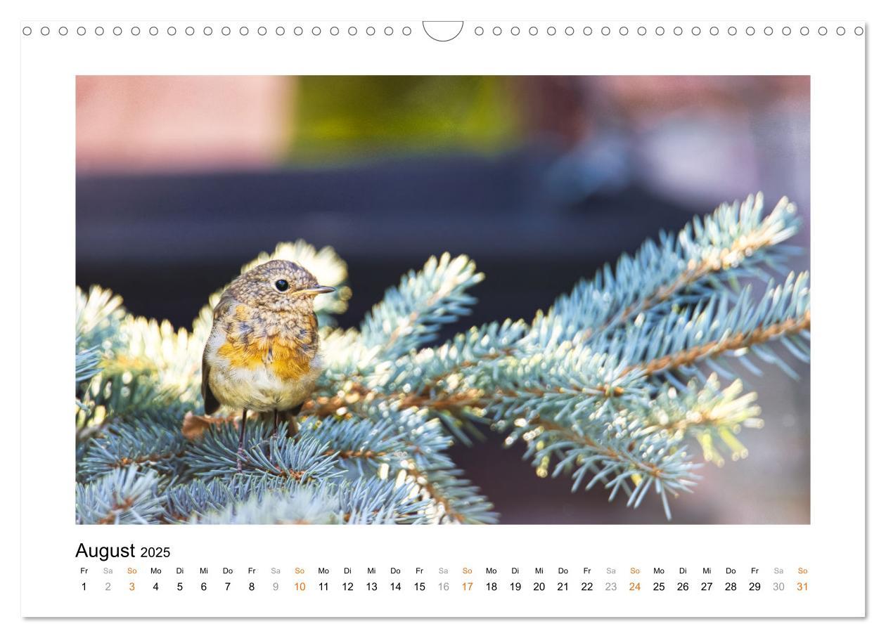 Bild: 9783383914829 | Zauberhafte Rotkehlchen (Wandkalender 2025 DIN A3 quer), CALVENDO...