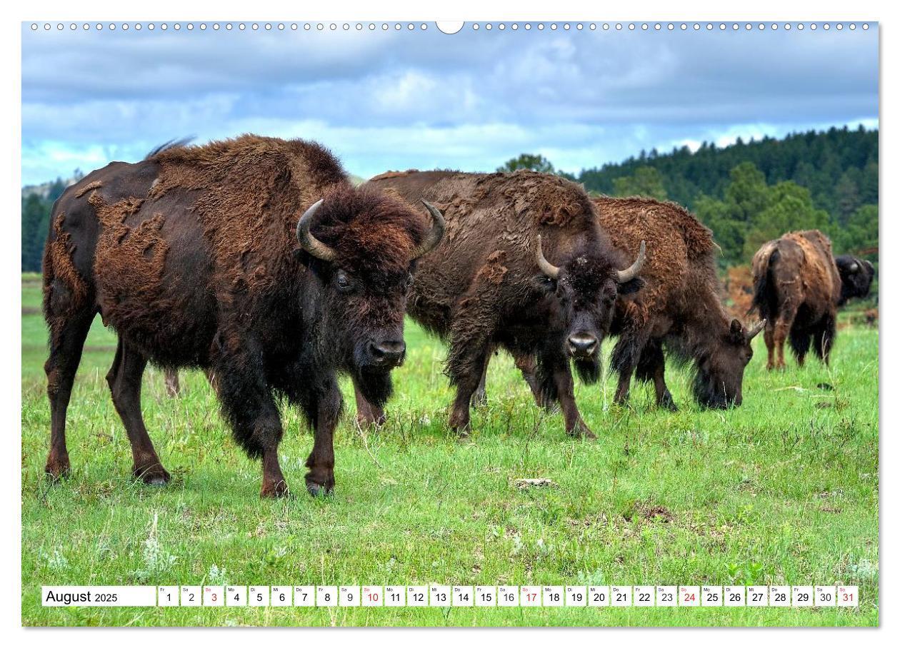 Bild: 9783435602872 | TATONKA Der nordamerikanische Bison (Wandkalender 2025 DIN A2...