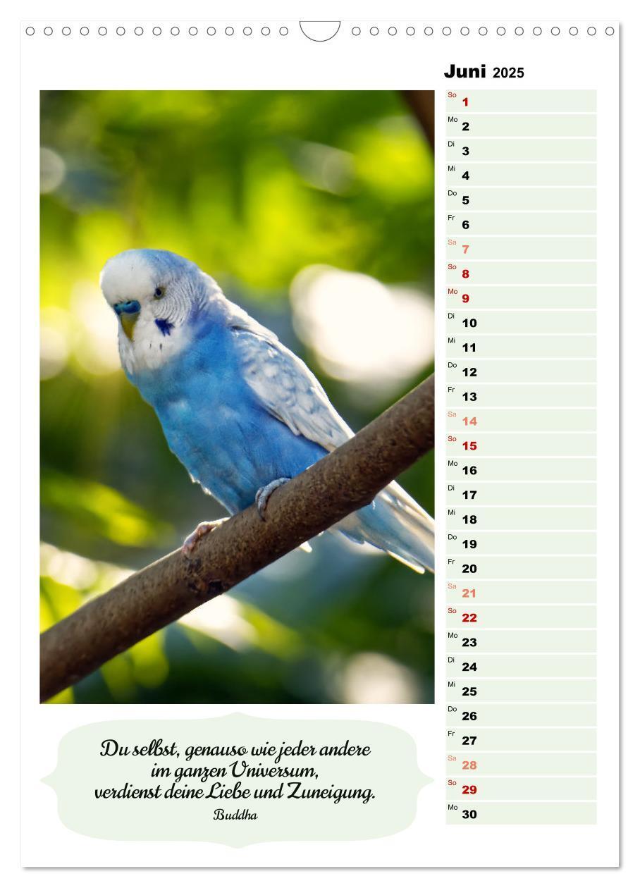 Bild: 9783435890620 | Niedliche Wellensittiche (Wandkalender 2025 DIN A3 hoch), CALVENDO...