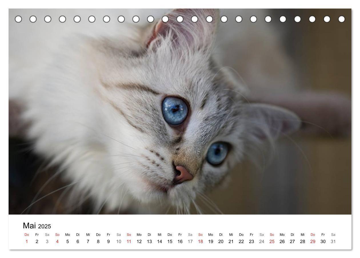 Bild: 9783435705290 | Rassekatzen 2025 (Tischkalender 2025 DIN A5 quer), CALVENDO...