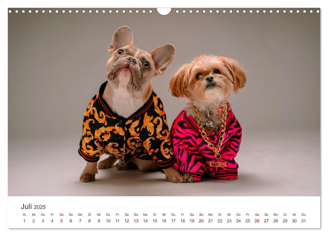 Bild: 9783457182680 | Die Bulldogge Henry (Wandkalender 2025 DIN A3 quer), CALVENDO...