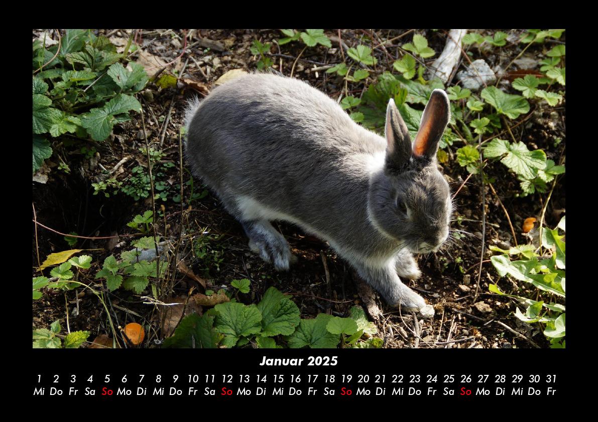 Bild: 9783755980223 | Haustierkalender 2025 Fotokalender DIN A3 | Tobias Becker | Kalender