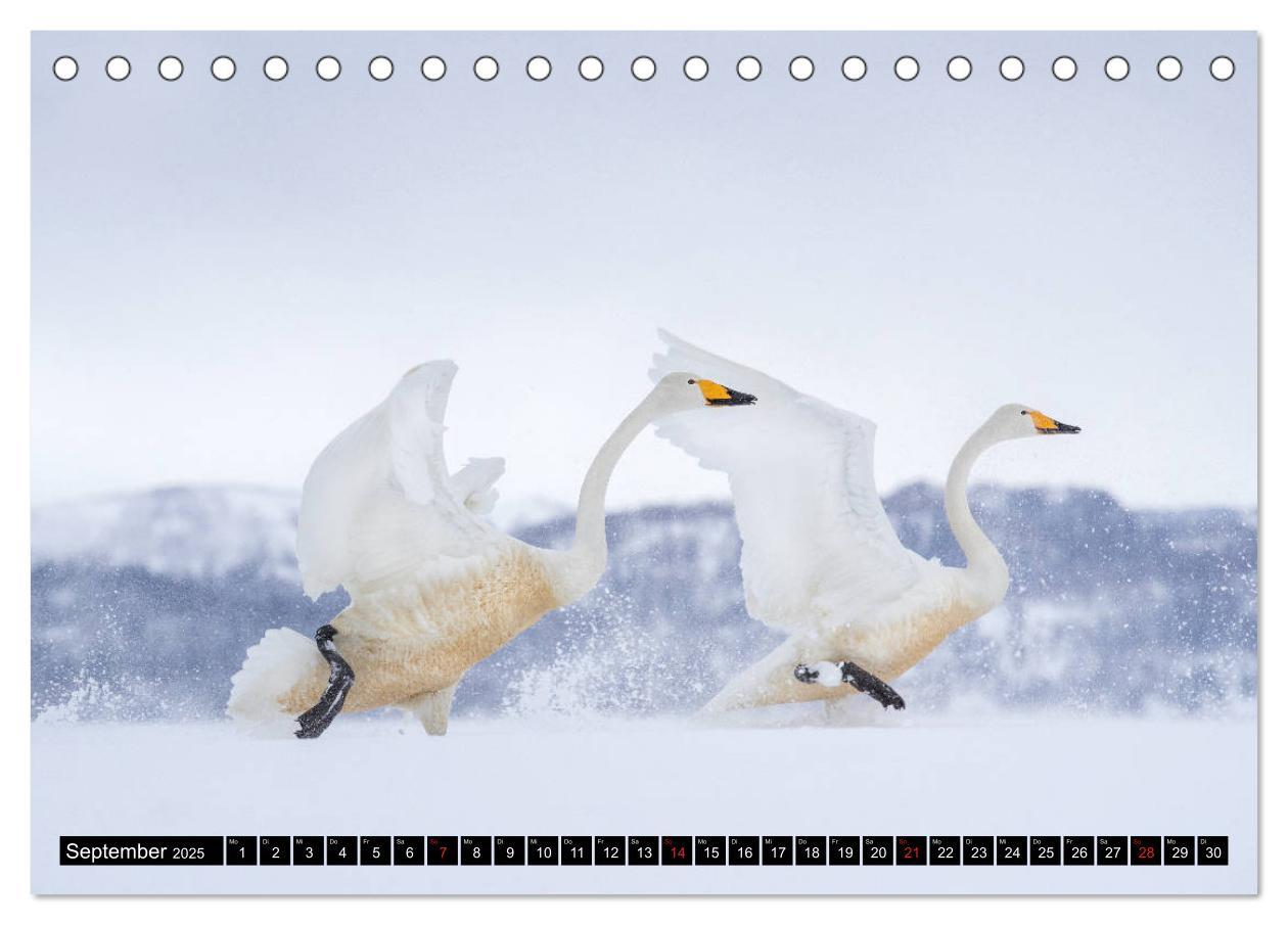 Bild: 9783435292103 | Japanische Vogelwelt im Winter (Tischkalender 2025 DIN A5 quer),...